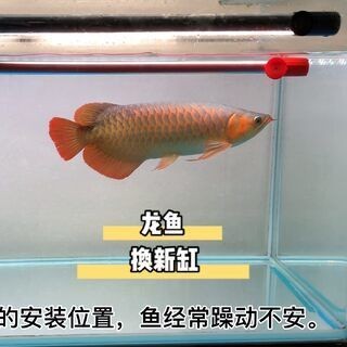紅龍魚換新缸的正確方法：紅龍魚換缸前后水質調控技巧紅龍魚換缸前后水質調控技巧