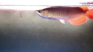 紅龍魚換新缸的正確方法：紅龍魚換缸前后水質調控技巧紅龍魚換缸前后水質調控技巧