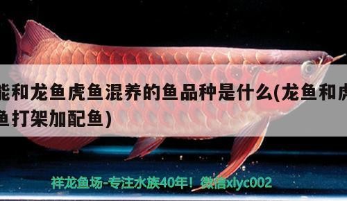 能和龍魚虎魚混養的魚品種是什么(龍魚和虎魚打架加配魚)