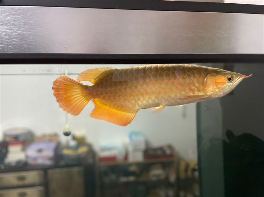 已經(jīng)絕食兩個(gè)月了