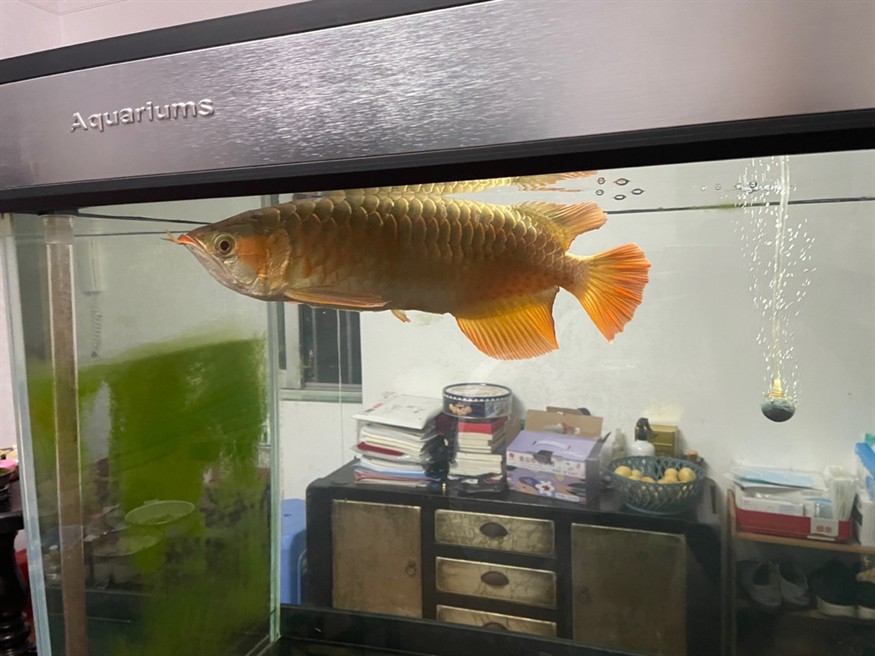 已經(jīng)絕食兩個(gè)月了
