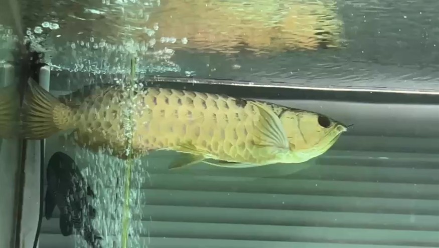 慢性中毒