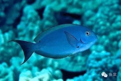 鐵嶺市銀州區興源水族漁具商行（鐵嶺市銀州區興源水族漁具商行電話）