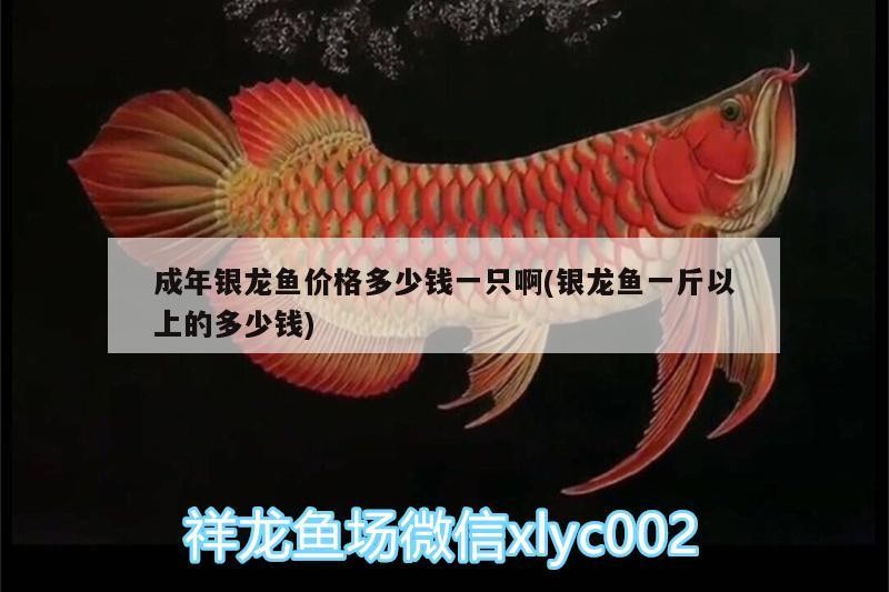 成年銀龍魚價格多少錢一只啊(銀龍魚一斤以上的多少錢)