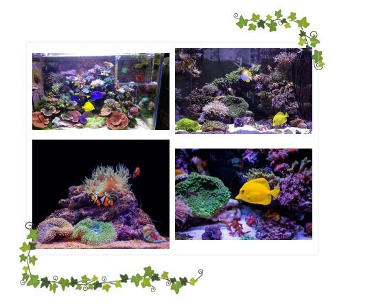 搬運工為玻璃廠運魚缸雙方講好每成功運一個魚缸:搬運工成功搬運了多少個魚缸? 魚缸百科 第1張 搬運工為玻璃廠運魚缸雙方講好每成功運一個魚缸:搬運工成功搬運了多少個魚缸? 搬運工為玻璃廠運魚缸雙方講好每成功運一個魚缸:搬運工成功搬運了多少個魚缸? 魚缸百科 第1張