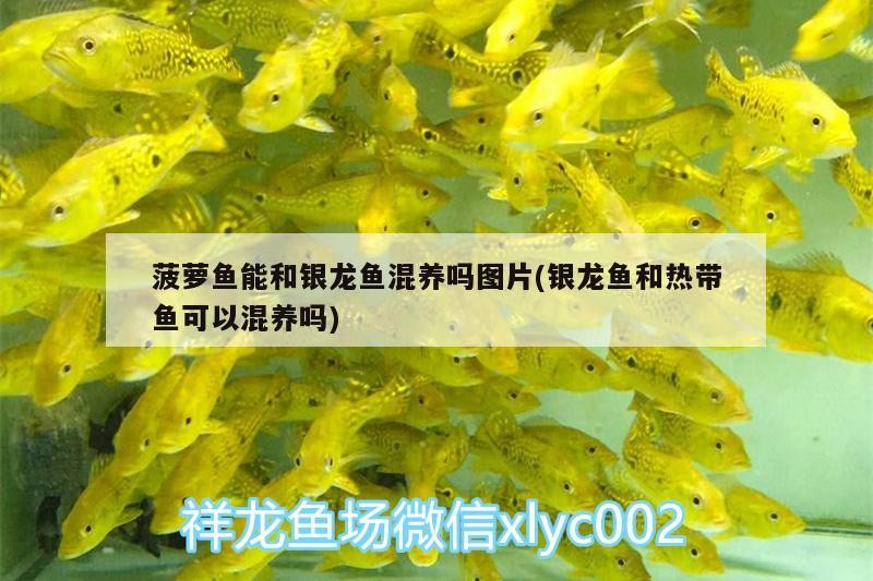菠蘿魚能和銀龍魚混養嗎圖片(銀龍魚和熱帶魚可以混養嗎)