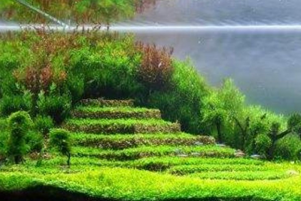 常熟市虞山鎮(zhèn)魚中魚水族店（常熟市虞山鎮(zhèn)魚中魚水族店地址）