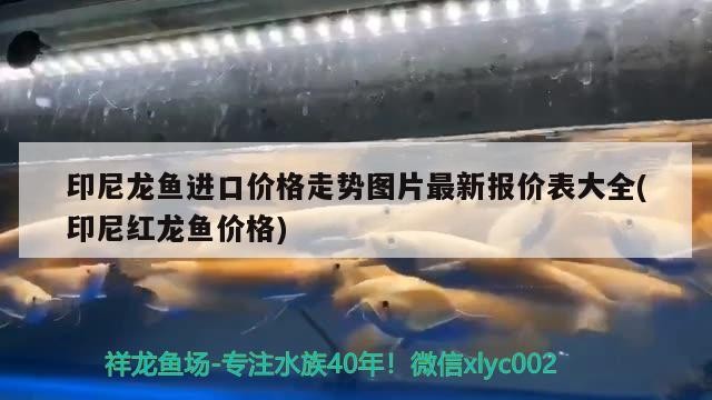 印尼龍魚進口價格走勢圖片最新報價表大全(印尼紅龍魚價格)