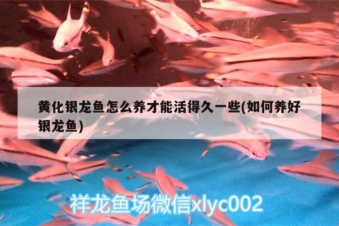 黃化銀龍魚怎么養才能活得久一些(如何養好銀龍魚)
