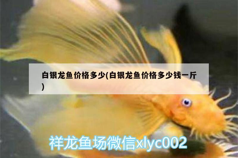 白銀龍魚價格多少(白銀龍魚價格多少錢一斤) 白銀龍魚價格多少(白銀龍魚價格多少錢一斤) 銀龍魚百科