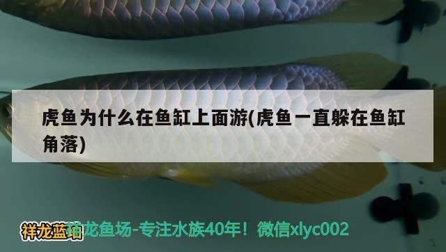 虎魚為什么在魚缸上面游(虎魚一直躲在魚缸角落)