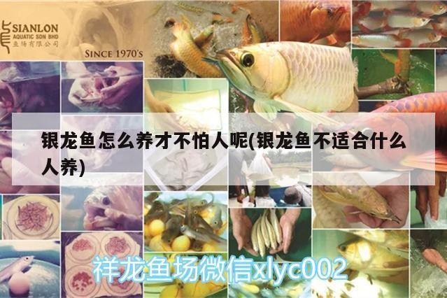 銀龍魚怎么養才不怕人呢(銀龍魚不適合什么人養)