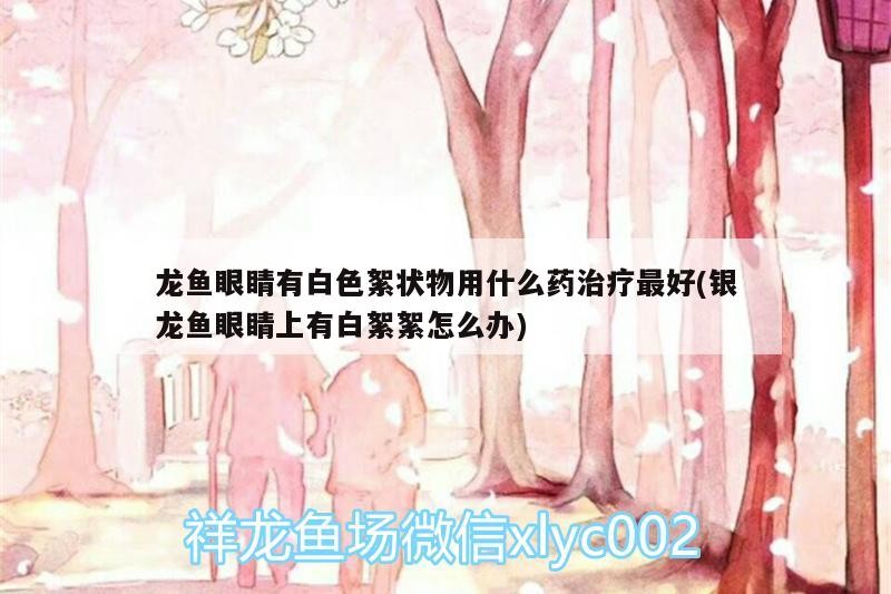 龍魚眼睛有白色絮狀物用什么藥治療最好(銀龍魚眼睛上有白絮絮怎么辦)
