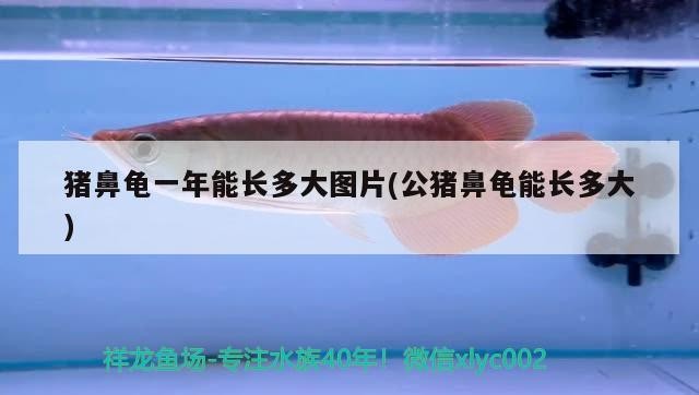 豬鼻龜一年能長多大圖片(公豬鼻龜能長多大) 豬鼻龜一年能長多大圖片(公豬鼻龜能長多大) 豬鼻龜百科