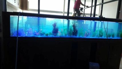 定做個(gè)魚(yú)缸多少錢一個(gè)：魚(yú)缸價(jià)格主要由以下幾個(gè)因素決定魚(yú)缸的價(jià)格大致范圍