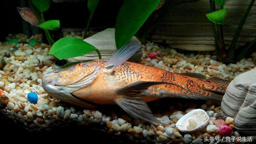 觀賞魚的心情（養(yǎng)殖觀賞魚的意義） 觀賞魚的心情（養(yǎng)殖觀賞魚的意義） 銀龍魚百科 第1張