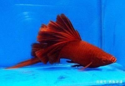 觀賞魚的心情（養(yǎng)殖觀賞魚的意義） 觀賞魚的心情（養(yǎng)殖觀賞魚的意義） 銀龍魚百科 第3張