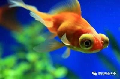 觀賞魚的心情（養(yǎng)殖觀賞魚的意義） 觀賞魚的心情（養(yǎng)殖觀賞魚的意義） 銀龍魚百科 第2張