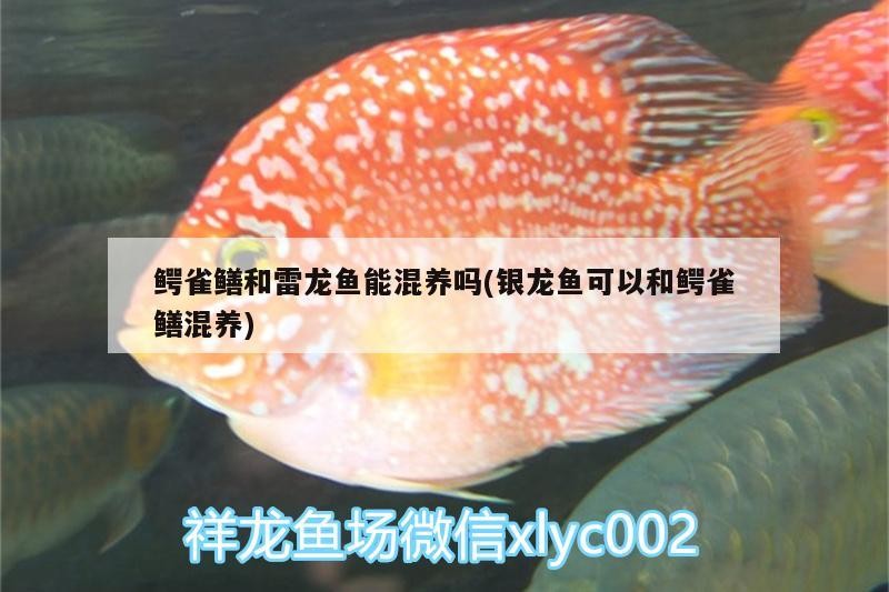 鱷雀鱔和雷龍魚能混養嗎(銀龍魚可以和鱷雀鱔混養) 鱷雀鱔和雷龍魚能混養嗎(銀龍魚可以和鱷雀鱔混養) 銀龍魚百科