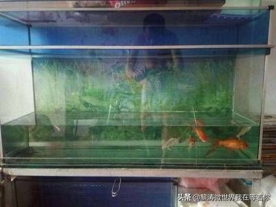 大魚缸哪里買比較好：在購買大魚缸時需要注意以下幾點，可以考慮以下幾點