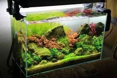 草缸和魚缸的區別在哪：草缸與魚缸的區別