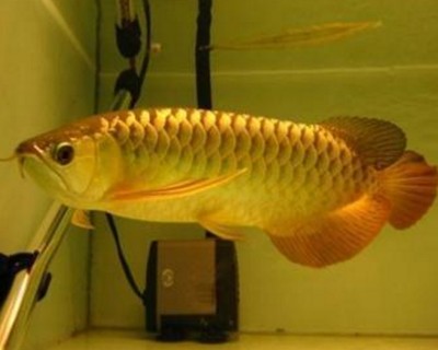 金龍魚一般幾天喂一次飼料