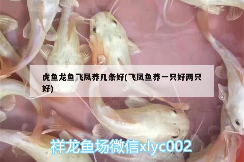 成年銀龍魚價格多少錢一只啊(銀龍魚價格多少錢一條圖片)