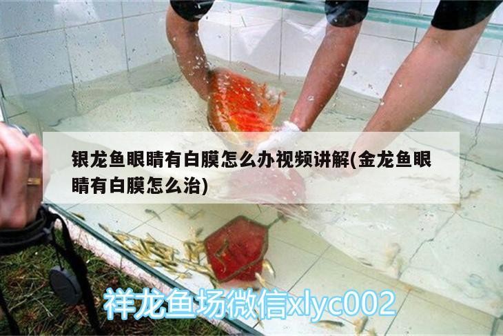 銀龍魚眼睛有白膜怎么辦視頻講解(金龍魚眼睛有白膜怎么治)
