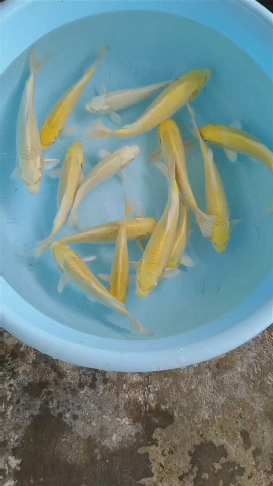 黃金錦鯉