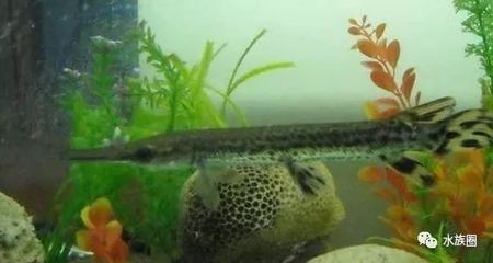 常見的冷水觀賞魚：常見的冷水觀賞魚品種豐富，