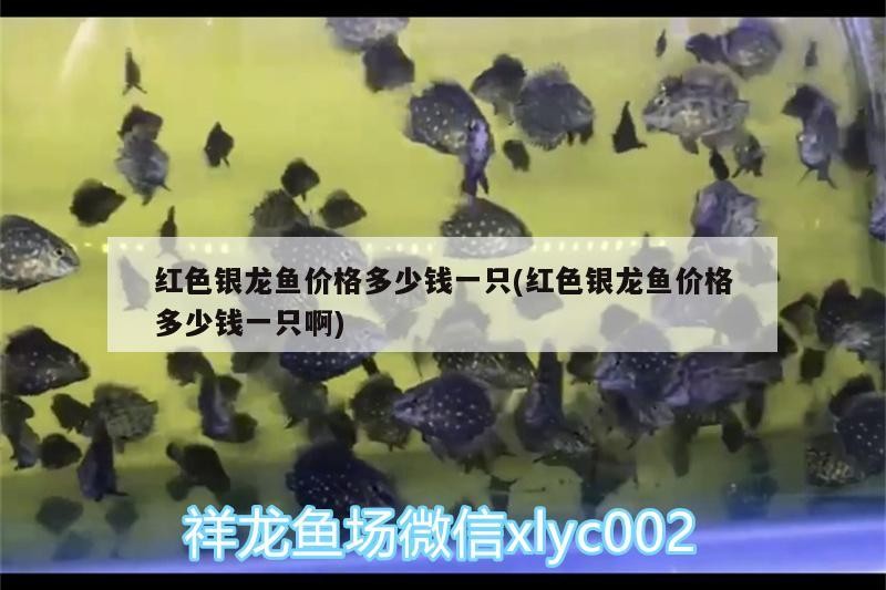 紅色銀龍魚價(jià)格多少錢一只(紅色銀龍魚價(jià)格多少錢一只啊)