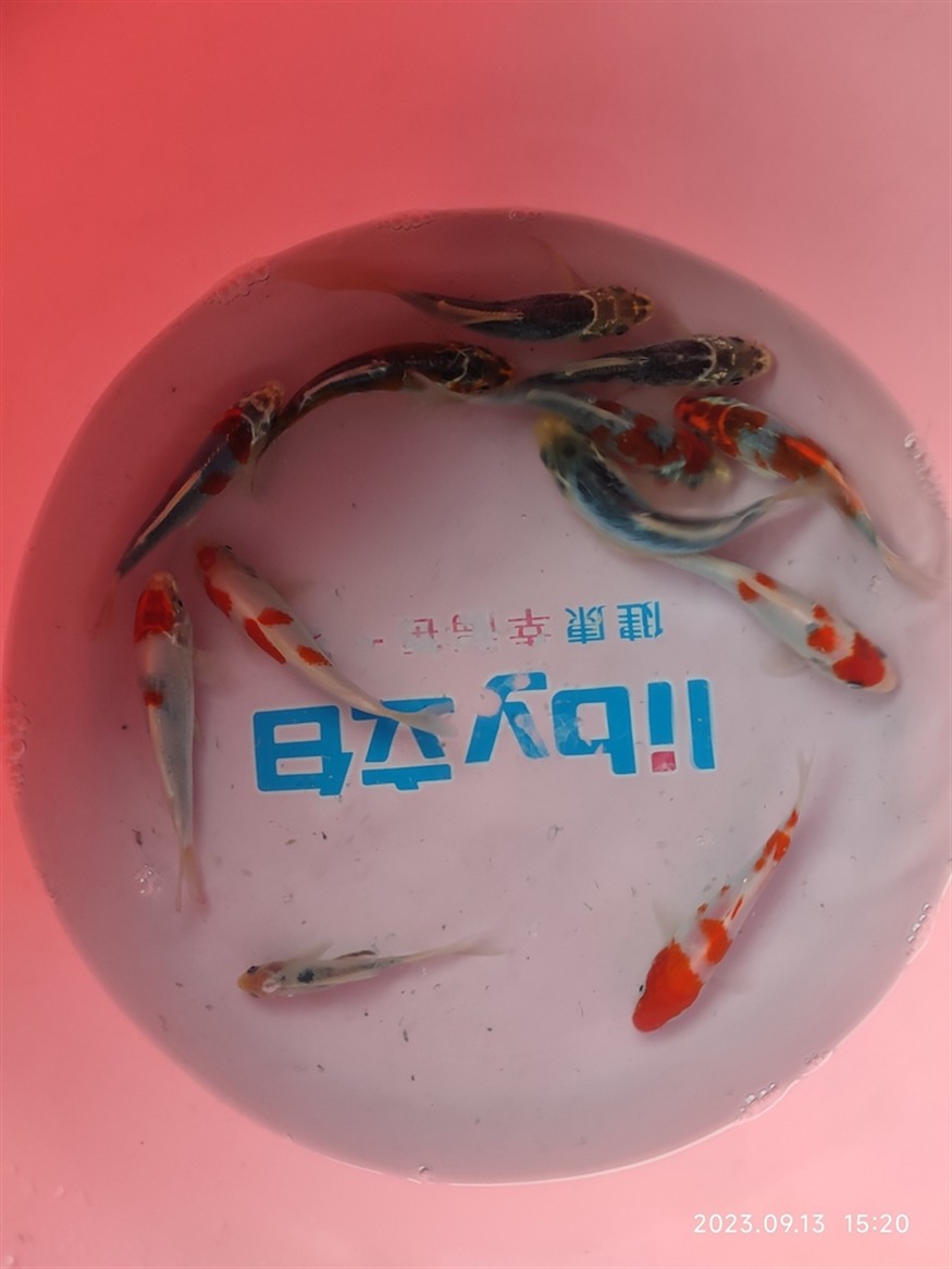 網購雜魚