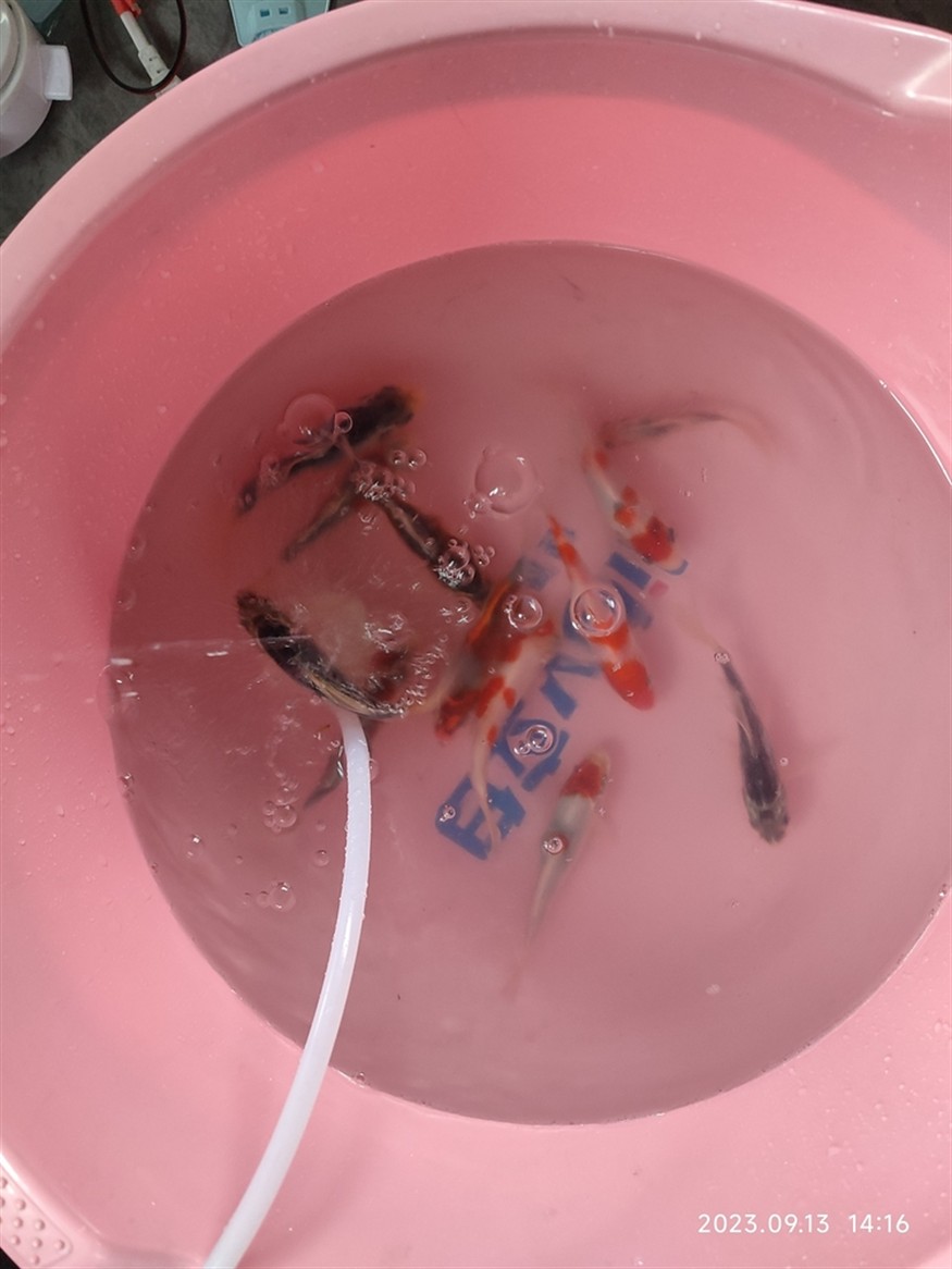 網購雜魚