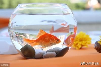 超市魚缸的魚怎么養成活率高些：在超市魚缸中養魚需要注意以下幾個關鍵中藥阿魏鍵中藥
