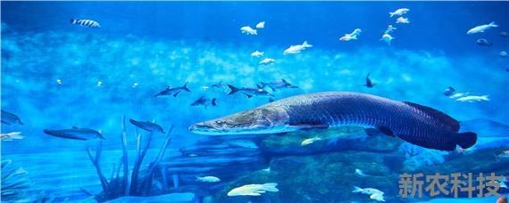 超市魚缸的魚怎么養成活率高些：在超市魚缸中養魚需要注意以下幾個關鍵中藥阿魏鍵中藥