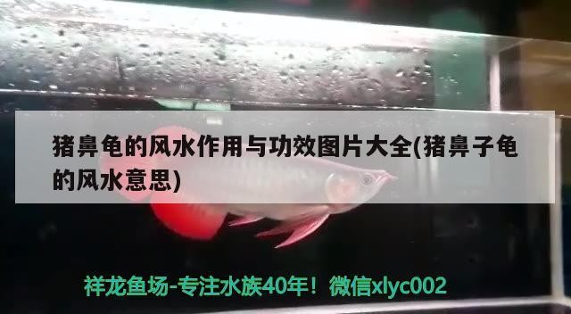 豬鼻龜?shù)娘L(fēng)水作用與功效圖片大全(豬鼻子龜?shù)娘L(fēng)水意思)
