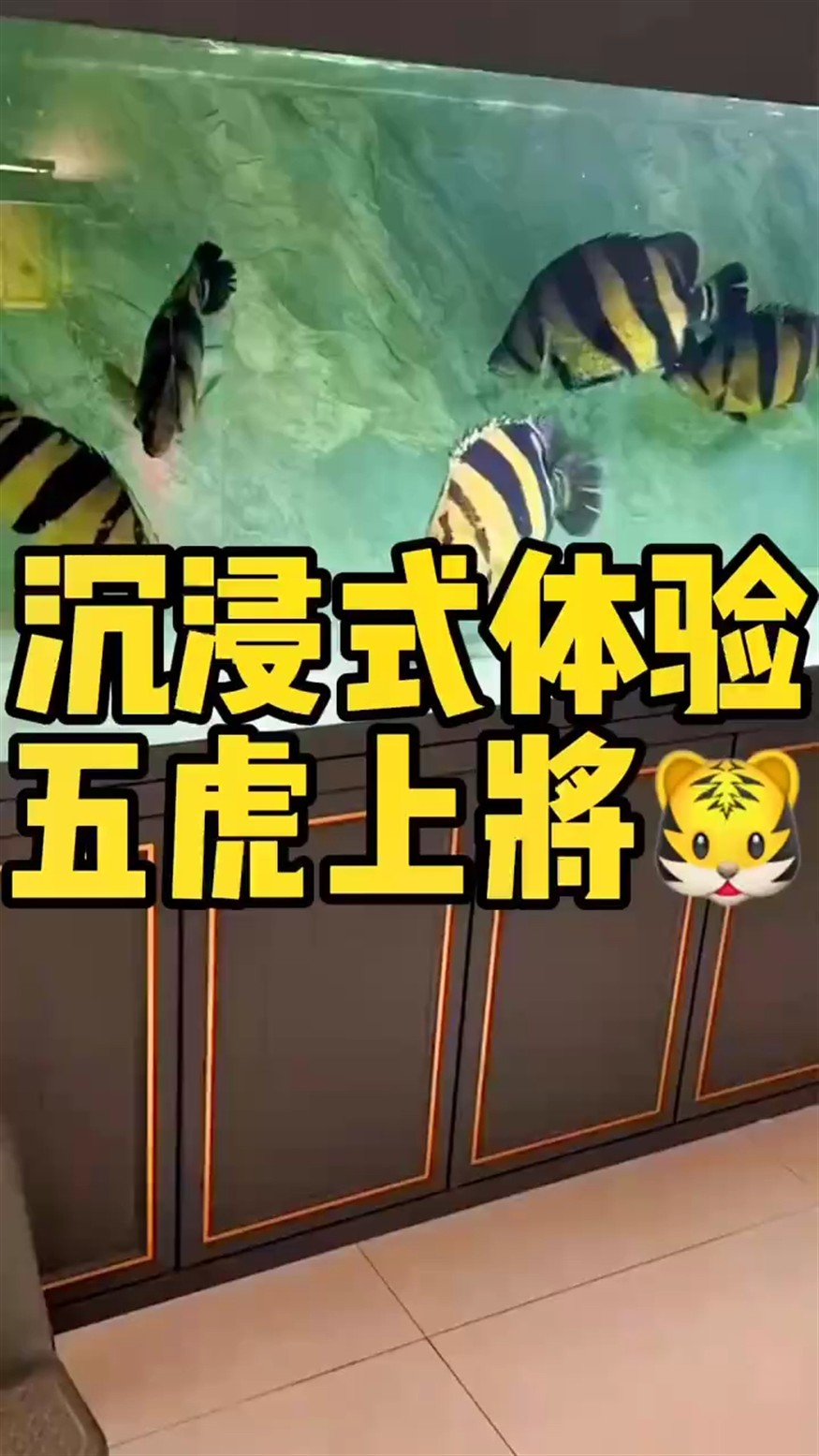 龍魚(yú)干蝦有營(yíng)養(yǎng)嗎 沉浸式體驗(yàn)五虎上將 龍魚(yú)論壇 沉浸式體驗(yàn)五虎上將 沉浸式體驗(yàn)五虎上將 龍魚(yú)論壇