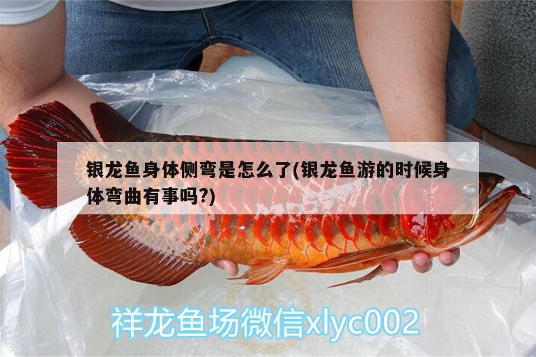 銀龍魚身體側彎是怎么了(銀龍魚游的時候身體彎曲有事嗎?)