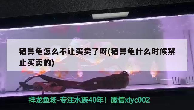 豬鼻龜怎么不讓買賣了呀(豬鼻龜什么時候禁止買賣的)