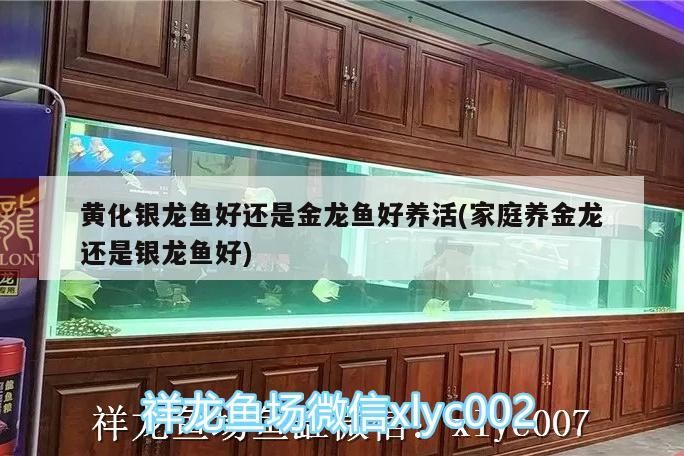 黃化銀龍魚好還是金龍魚好養(yǎng)活(家庭養(yǎng)金龍還是銀龍魚好)