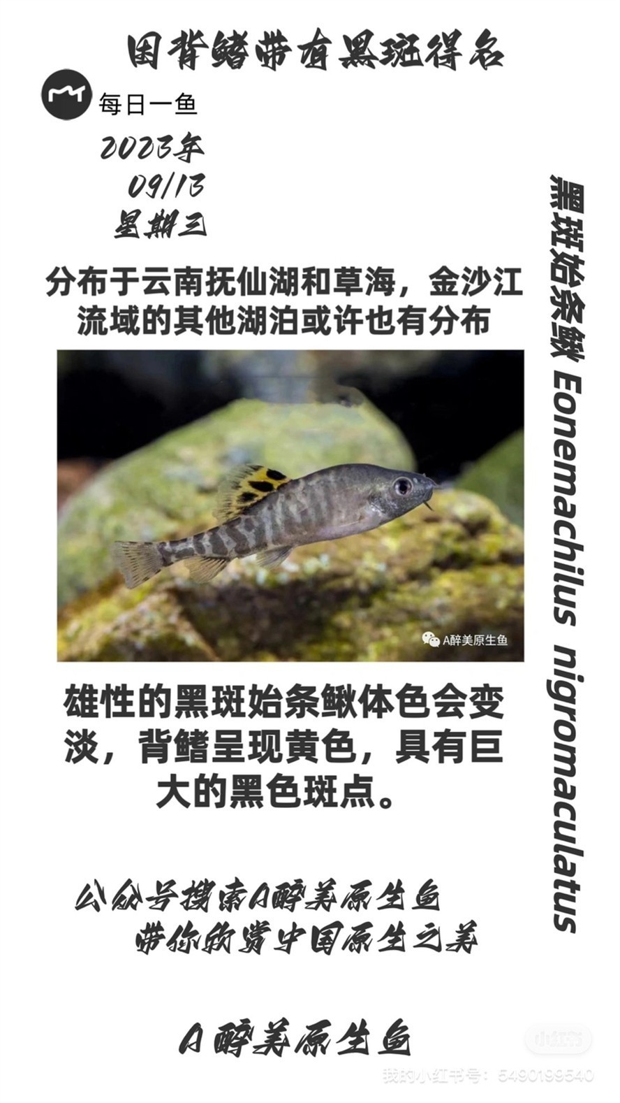 黑斑始條鰍