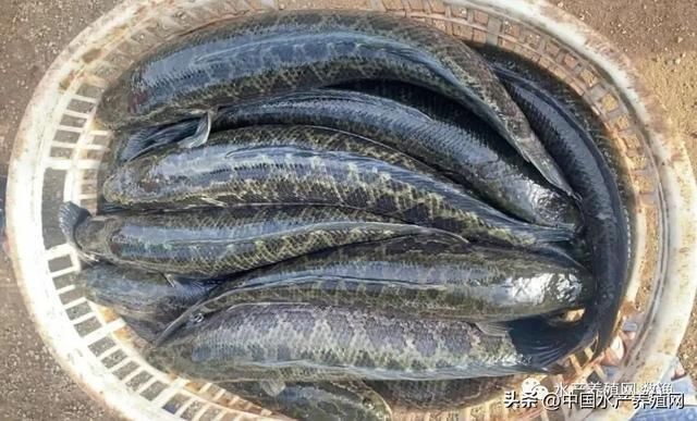 黑影道人魚養殖成本分析，黑影道人魚養殖的主要成本構成