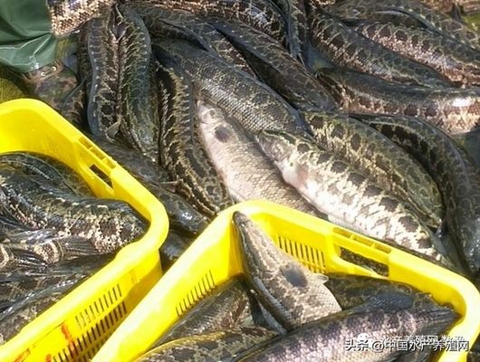 黑影道人魚養殖成本分析，黑影道人魚養殖的主要成本構成