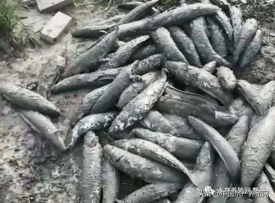 黑影道人魚養殖成本分析，黑影道人魚養殖的主要成本構成