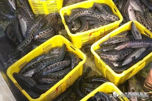 黑影道人魚養殖成本分析，黑影道人魚養殖的主要成本構成