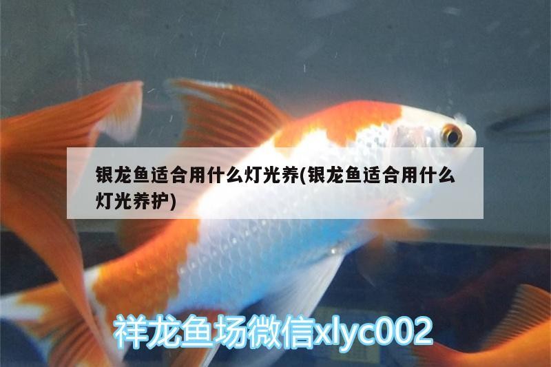 銀龍魚(yú)適合用什么燈光養(yǎng)(銀龍魚(yú)適合用什么燈光養(yǎng)護(hù))