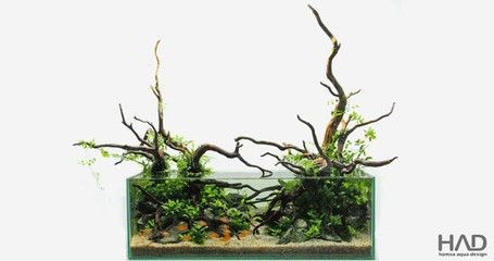 不種水草的魚(yú)缸造景底部放什么：不種水草的魚(yú)缸造景底部放什么，魚(yú)缸造景步驟詳解