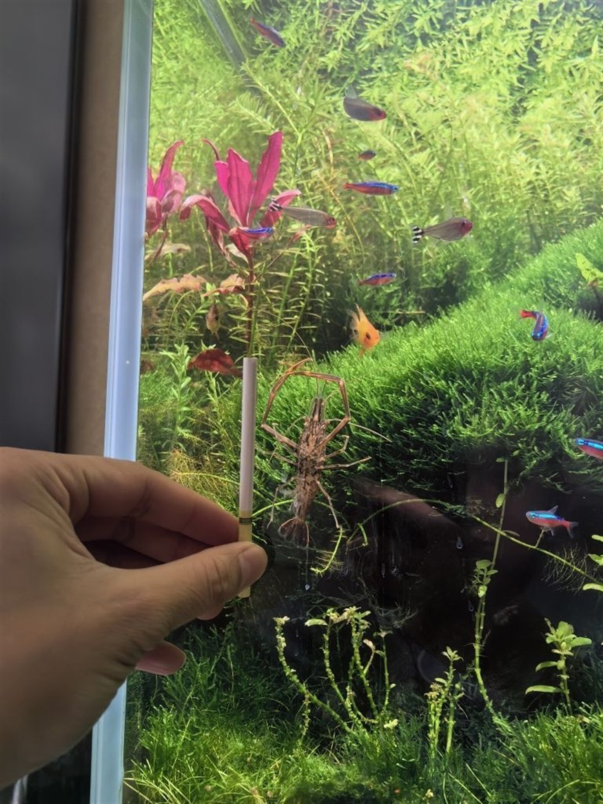 大魚缸養(yǎng)魚多久換一次水合適