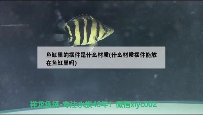 洛陽市洛龍區(qū)賈子龍水族館（洛陽市洛龍區(qū)賈子龍水族館地址）