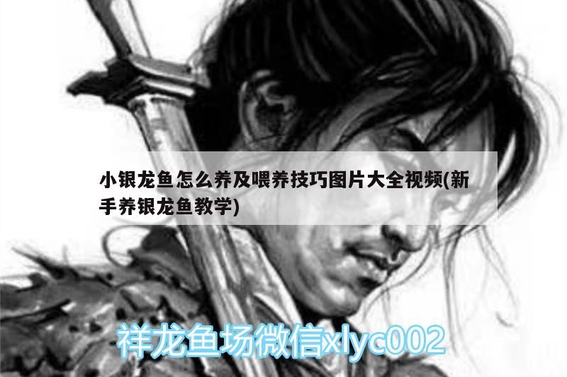 小銀龍魚怎么養及喂養技巧圖片大全視頻(新手養銀龍魚教學)